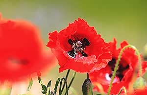 Roselyn Seeds Corn Poppy Seed - Native Wild Flower | Field Poppy, Red Flowers, 2 Grams - 10000 Seeds