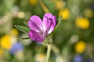 Roselyn Seeds Corncockle Wildflower Seeds UK Grown | Fast Growing Annual Wild Flower to Sow in Spring or Autumn | 7.5 Grams - Approx. 500 Seeds