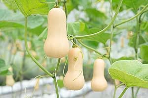 Roselyn Seeds Hunter F1 Butternut Squash Seeds – High-Yield, Disease-Resistant Hybrid – Best Variety for UK Climate – Easy-to-Grow, Long-Storage Squash for Garden & Greenhouse | 12 Seeds