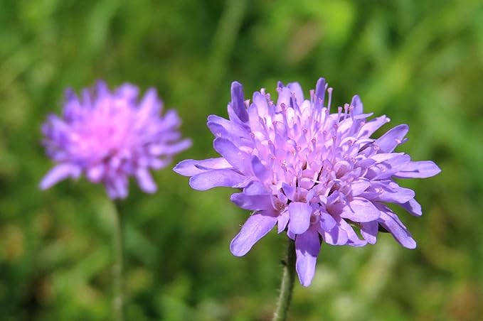 Roselyn Seeds Field Scabious Wild Flower Seeds - Knautia arvensis | Native British Wildflower, Approx. 150 Seeds