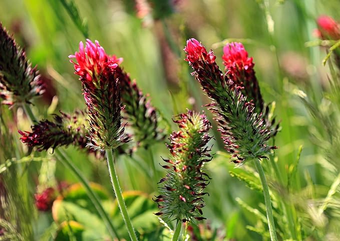 Roselyn Seeds Crimson Clover Seed (Trifolium incarnatum) - Green Manure & Soil Improver | Perfect for Pollinators | Ideal for Veg Patch, Allotment, or Cover Crop