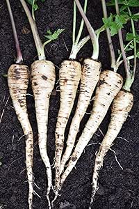 Roselyn Seeds Parsnip Seed - Gladiator F1, Vegetable Seed for Outdoor Growing. Sow from Feb to April - 300 Seeds