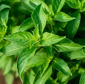 Roselyn Seeds Basil Lemon Herb Seeds for Planting UK Indoors or Outdoors | Natural Citrus Flavour | Approx. 300 Seeds