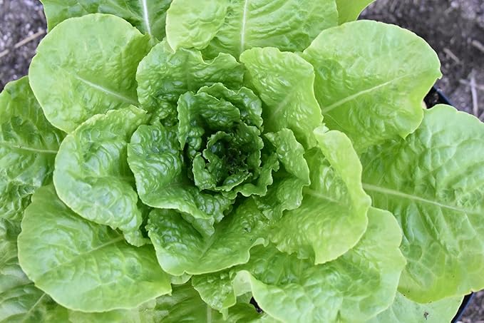 Roselyn Seeds All Year Round Lettuce Seed - 1000 Seed Packet - Crisp Butterhead Variety for Greenhouse or Outdoor Planting