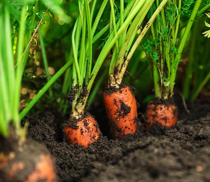 Roselyn Seeds Autumn King Carrot Seeds for Planting Spring & Summer | 3000 Seed Pack Suitable for Garden or Allotment