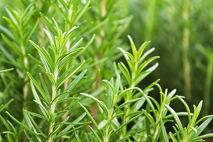 Roselyn Seeds Rosemary Seed, Garden Herb - Approx. 100 Seeds