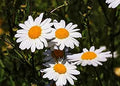 Roselyn Seeds Oxeye Daisy Wildflower Seeds | Perennial Meadow Wild Flower - UK Grown | 2.5 g - 5000 Seeds