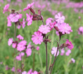 Roselyn Seeds Red Campion Wild Flower Seeds | Shady Meadow Wildflower for Planting Spring & Autumn | 3 Grams - Approx 3000 Seeds