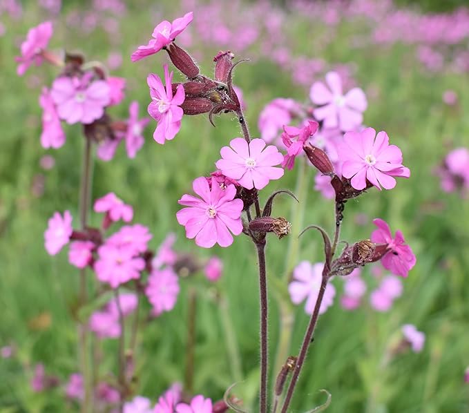 Roselyn Seeds Red Campion Wild Flower Seeds | Shady Meadow Wildflower for Planting Spring & Autumn | 3 Grams - Approx 3000 Seeds