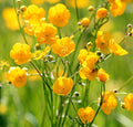 Roselyn Seeds Meadow Buttercup Seed | Perennial Wildflower Seeds for Planting Spring & Autumn | 3 Grams, Approx. 1200 Seeds