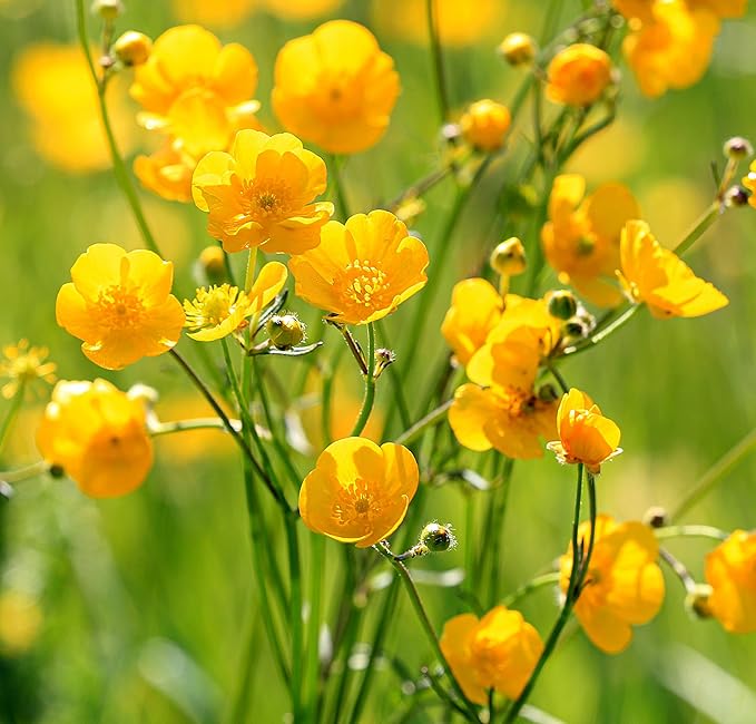 Roselyn Seeds Meadow Buttercup Seed | Perennial Wildflower Seeds for Planting Spring & Autumn | 3 Grams, Approx. 1200 Seeds