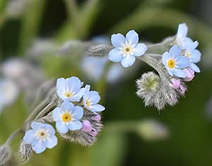 Roselyn Seeds Field Forget-Me-Not Seeds | Bee Friendly Native Wildflower for Sowing in Beds, Pots and Borders | Sow in Spring or Autumn | 2 Grams - Approx. 4000 Seeds
