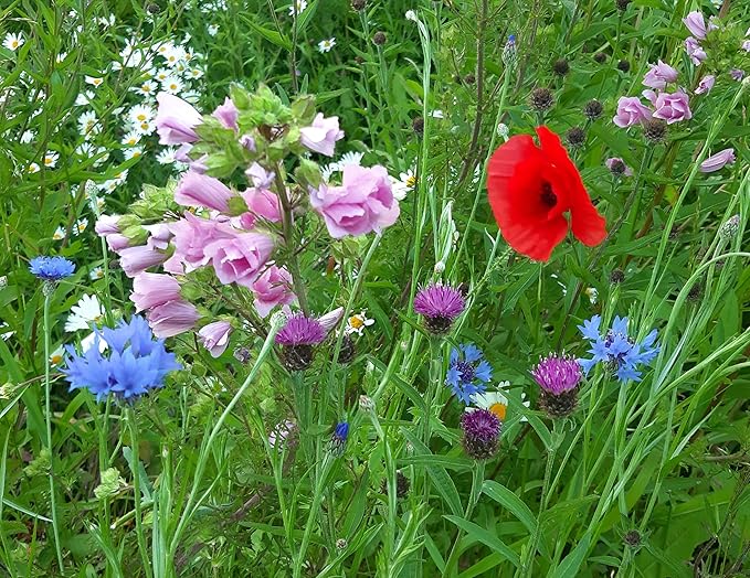 Roselyn Seeds Native UK Wild Flower Seeds for Planting in Garden or Meadow, Over 20 British Species, Attracts Bees and Butterflies, Seed Grown in UK