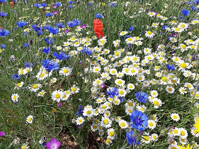 Roselyn Seeds British Annual Wildflower Seed Mix | Bee & Butterfly Wild Flower Mixture, Grass Free | Sow in Spring or Autumn | Flowers All Summer (20 Grams - Covers 4 m²)
